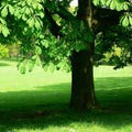 Rough Bluegrass - 50 lbs B9278